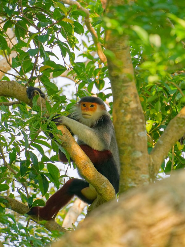 Red-shanked langur perched in a tree, Da Nang, Vietnam