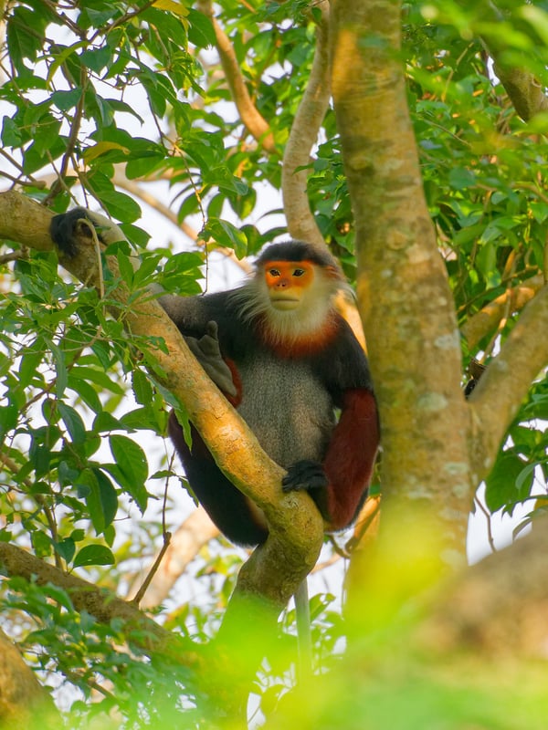 Red-shanked langur perched in a tree, Da Nang, Vietnam