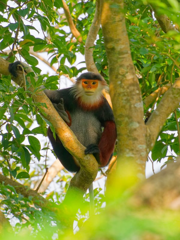 Red-shanked langur perched in a tree, Da Nang, Vietnam