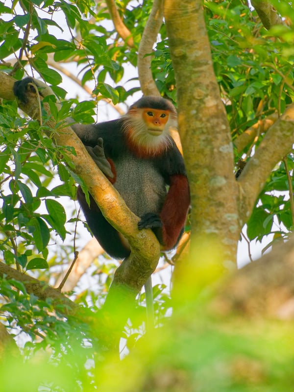 Red-shanked langur perched in a tree, Da Nang, Vietnam