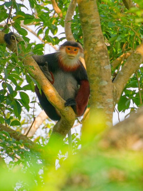 Red-shanked langur perched in a tree, Da Nang, Vietnam