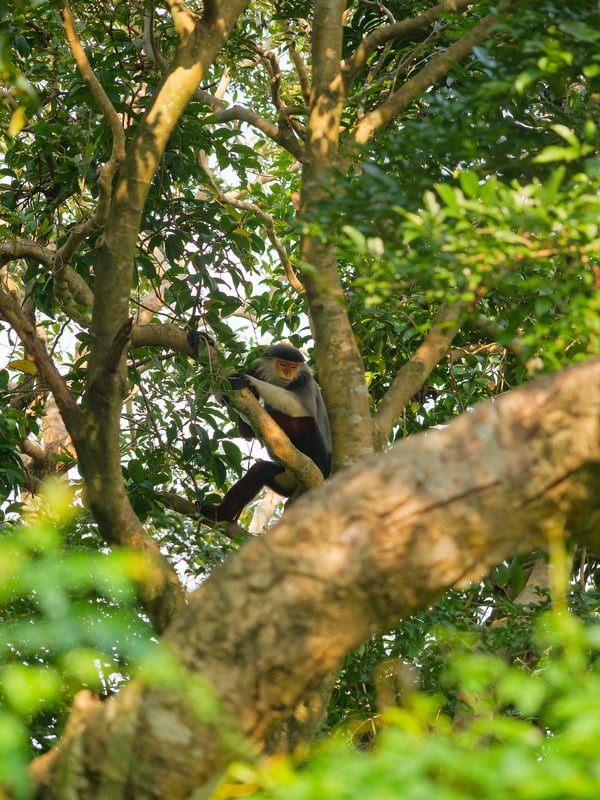 Red-shanked langur perched in a tree, Da Nang, Vietnam