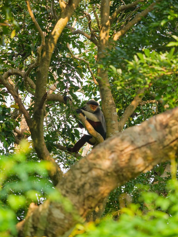 Red-shanked langur perched in a tree, Da Nang, Vietnam