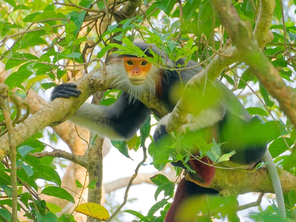 Red-shanked langur perched in a tree, Da Nang, Vietnam