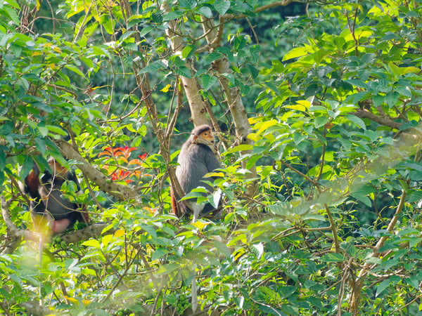 Red-shanked langurs perched in a tree, Da Nang, Vietnam