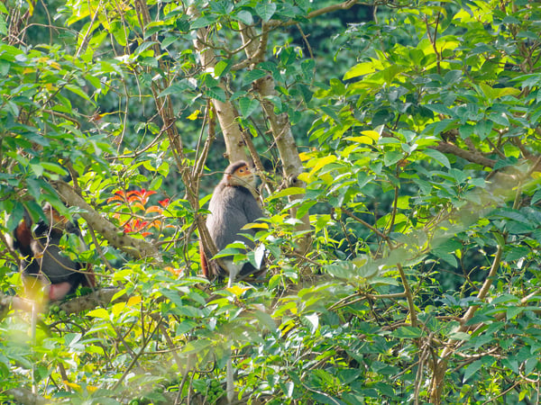 Red-shanked langurs perched in a tree, Da Nang, Vietnam