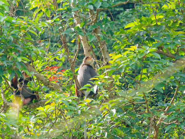 Red-shanked langurs perched in a tree, Da Nang, Vietnam