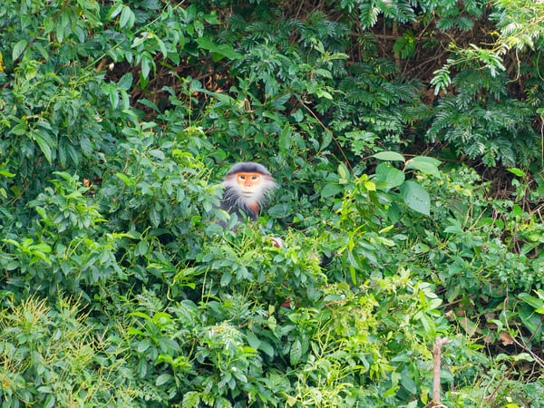 Red-shanked langur perched in a tree, Da Nang, Vietnam