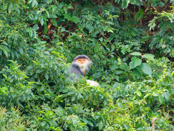 Red-shanked langur perched in a tree, Da Nang, Vietnam