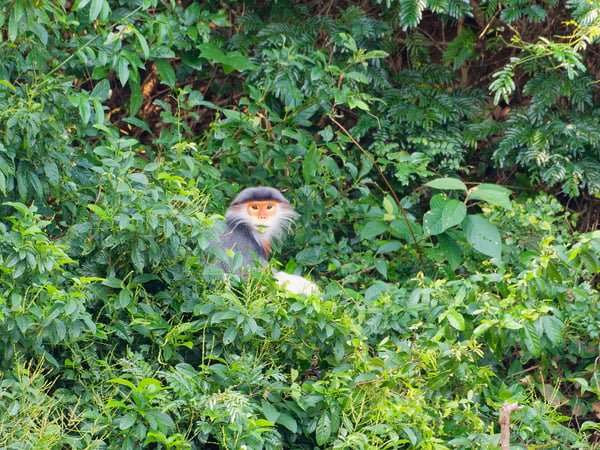 Red-shanked langur perched in a tree, Da Nang, Vietnam