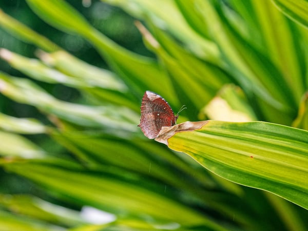 Butterfly hanging out by Hoàn Kiếm Lake, Ha Noi, Vietnam